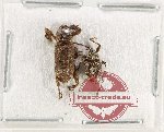 Scientific lot no. 1032 Curculionidae (2 pcs)
