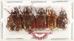 Scientific lot no. 265 Melolonthinae (5 pcs)