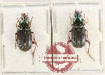 Scientific lot no. 911 Carabidae (2 pcs A2)