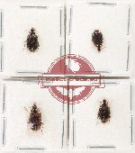 Scientific lot no. 915 Carabidae (4 pcs)
