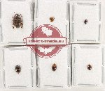 Scientific lot no. 223 Nitidulidae (6 pcs)
