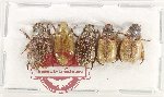 Scientific lot no. 411 Rutelinae (5 pcs)