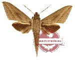 Terethra boisduvali