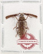 Callirhipidae sp. 11