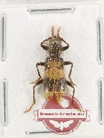 Cleridae sp. 45