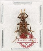 Cleridae sp. 44