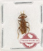 Cleridae sp. 46
