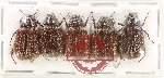 Scientific lot no. 264 Melolonthinae (5 pcs)