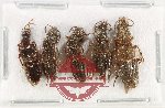 Scientific lot no. 188 Staphylinidae (5 pcs)