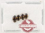 Scientific lot no. 223 Erotylidae (4 pcs)