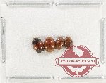 Scientific lot no. 217 Erotylidae (4 pcs)