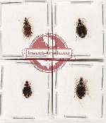 Scientific lot no. 914 Carabidae (4 pcs)