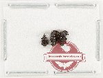 Scientific lot no. 1030 Curculionidae (3 pcs)