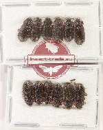 Scientific lot no. 499 Tenebrionidae (12 pcs)