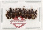 Scientific lot no. 202 Staphylinidae (10 pcs)
