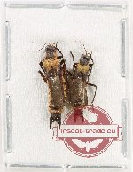 Scientific lot no. 80 Cantharidae (2 pcs A2)