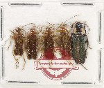 Scientific lot no. 82 Cantharidae (5 pcs)