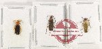 Scientific lot no. 85 Cantharidae (3 pcs)