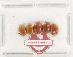 Scientific lot no. 222 Erotylidae (5 pcs)