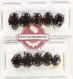 Scientific lot no. 121 Histeridae (10 pcs)