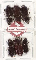Scientific lot no. 194 Passalidae (6 pcs)
