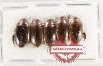 Scientific lot no. 215 Dytiscidae (5 pcs)