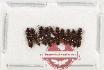 Scientific lot no. 198 Staphylinidae (10 pcs)