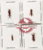Scientific lot no. 158 Brenthidae (4 pcs)