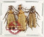 Scientific lot no. 78 Meloidae (3 pcs)