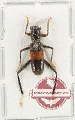 Cleridae sp. 47