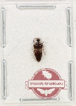 Staphylinidae sp. 22