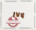 Silvanidae Scientific lot no. 17 (5 pcs)