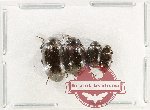 Scientific lot no. 502 Tenebrionidae (4 pcs)