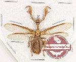 Mantispidae sp. 13