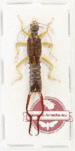 Scientific lot no. 164 Dermaptera (1 pc)