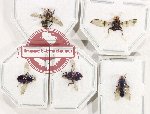 Scientific lot no. 127 Diptera (5 pcs)