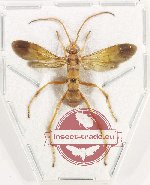 Hymenoptera sp. 142