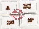 Scientific lot no. 1455 Heteroptera (Cydnidae) (32 pcs)