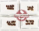 Scientific lot no. 1454 Heteroptera (Cydnidae) (38 pcs)