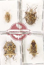 Scientific lot no. 1445 Heteroptera (4 pcs - 2 pcs A2)