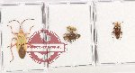 Scientific lot no. 1446 Heteroptera (4 pcs)
