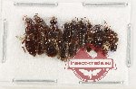 Scientific lot no. 195 Staphylinidae (10 pcs)