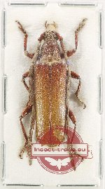Coptopterus sp. 9