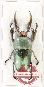 Lamprima adolphinae (BLUE VARIATION)