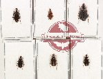 Scientific lot no. 936 Carabidae (Lebiinae) (6 pcs)