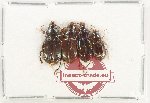 Scientific lot no. 923 Carabidae (4 pcs)