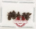 Elmidae Scientific lot no. 62 (5 pcs)