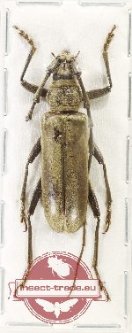 Neocerambyx sp. 1 (A2)