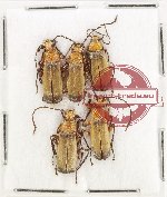 Scientific lot no. 91 Cantharidae (5 pcs)