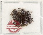 Scientific lot no. 519 Tenebrionidae (3 pcs)